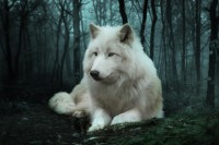 /album/secret-singing-wolves/white-wolf-6-jpg/